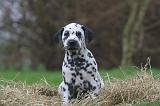 DALMATIEN 478